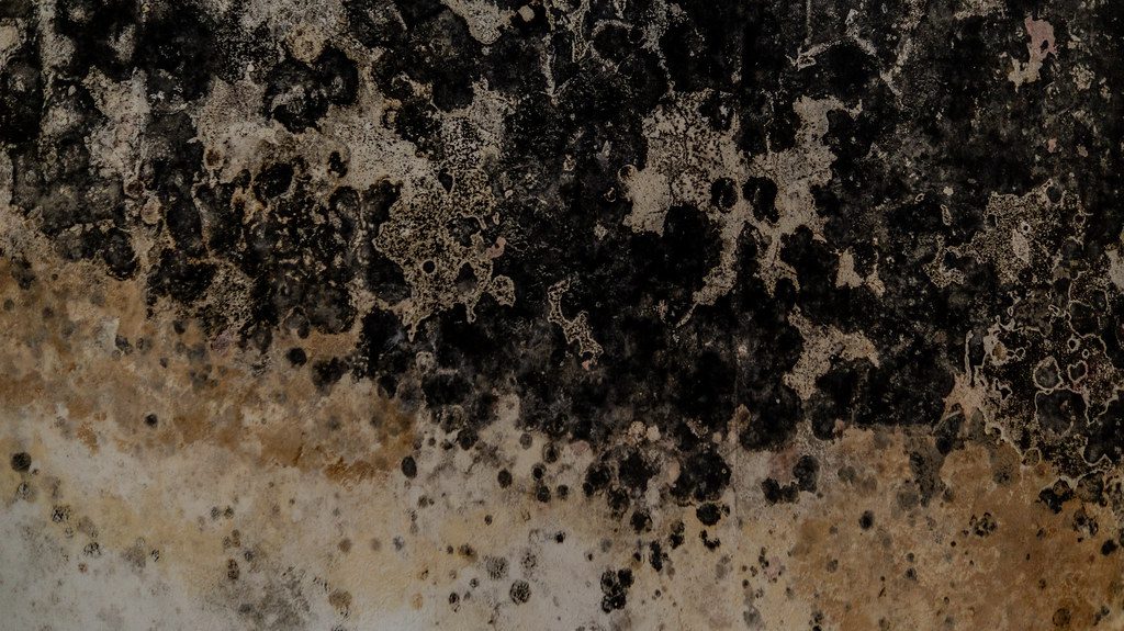 close up of black mold