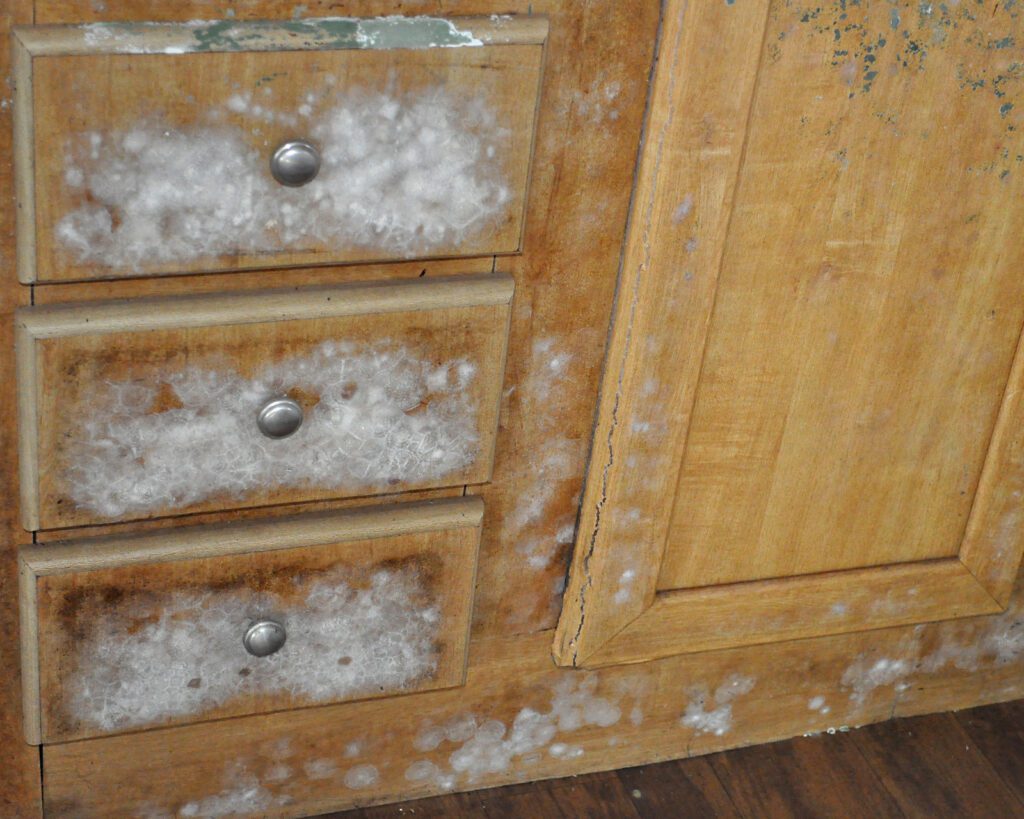 mold on cabinets