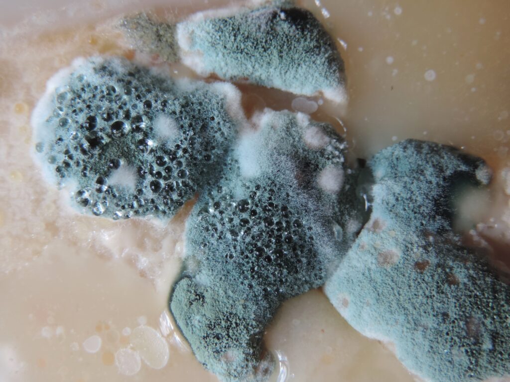 mold close up