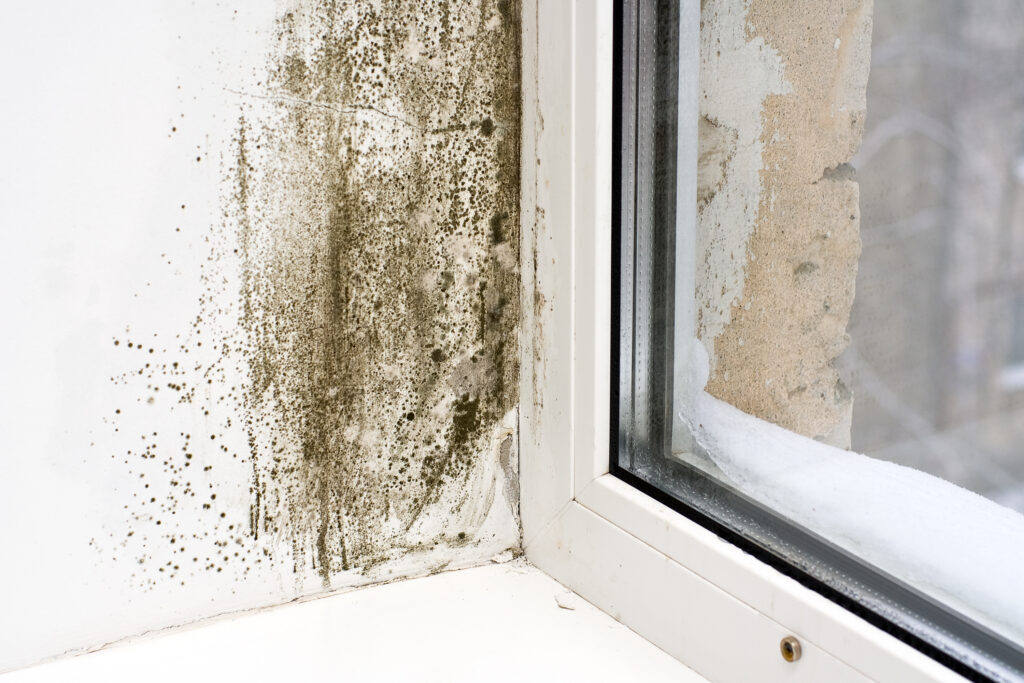 mold growing near window