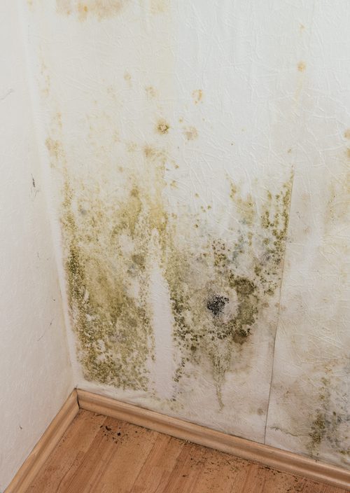 White wall with mold
